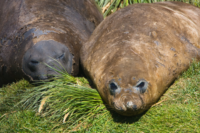 Southern Elephant Seals